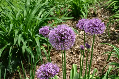 Лук афлатунский (Allium aflatunense) - купить саженцы в Минске и Беларуси