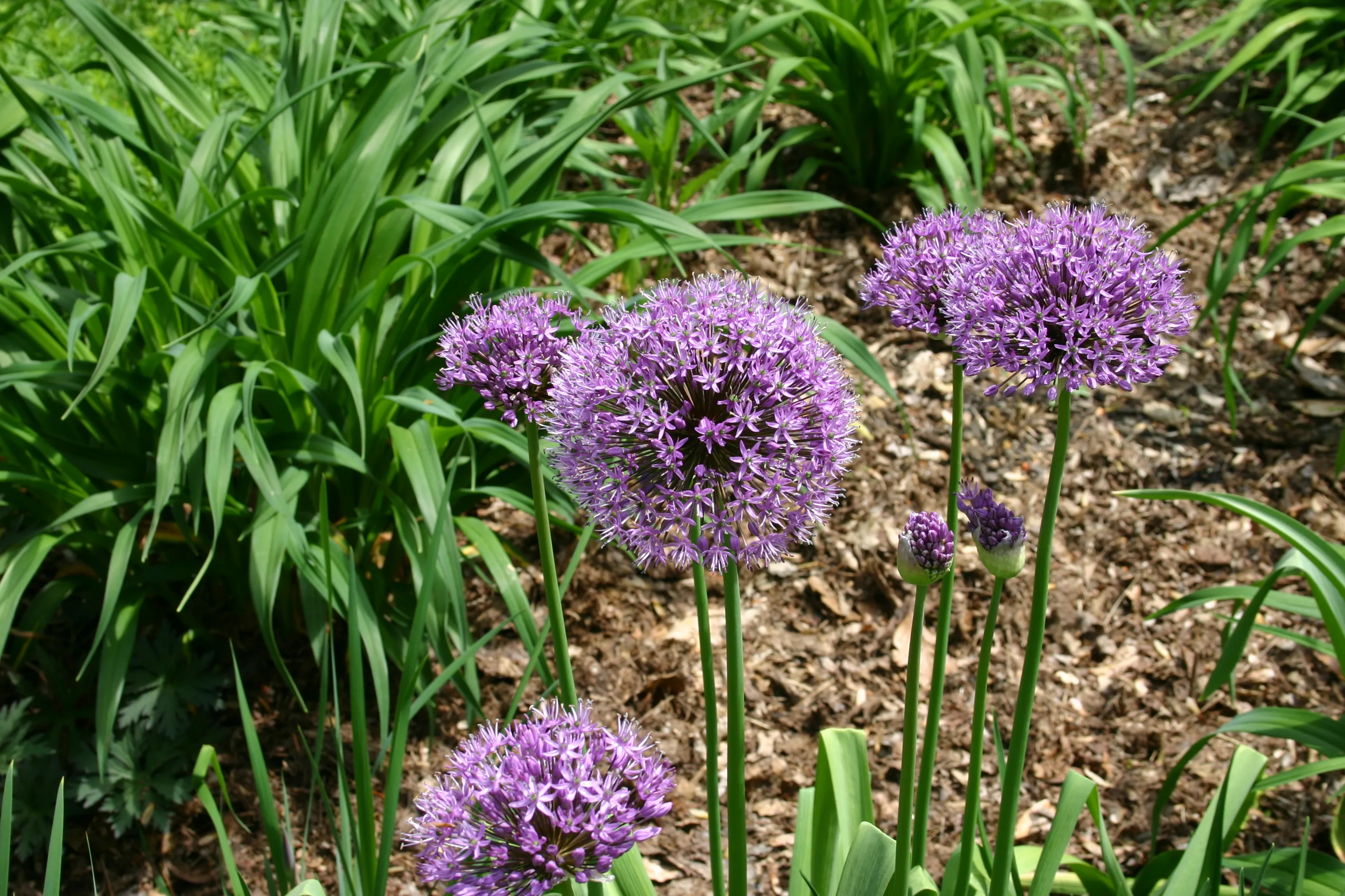 Аллиум Рокамболь. Аллиум афлатунский. Лук афлатунский, Allium aflatunense. Черемша Рокамболь.