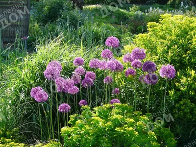 Лук афлатунский, Allium aflatunense