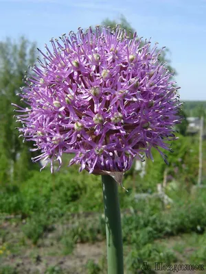 Декоративный Лук Афлатунский (Allium Aflatunense), Луковица — Купить на  BIGL.UA ᐉ Удобная Доставка (1813689545)