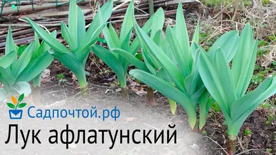 Фотография Лук афлатунский / лук тибетский (Allium aflatunense) Flowering  onion | Фотобанк ГеоФото/GeoPhoto | GetImages Group