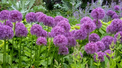 Фотокаталог растений: Лук афлатунский (Allium aflatunense)