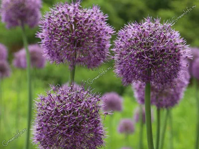 Фотография Лук афлатунский / лук тибетский (Allium aflatunense) Flowering  onion | Фотобанк ГеоФото/GeoPhoto | GetImages Group