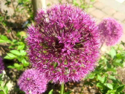 📷 Лук афлатунский (Allium aflatunense)