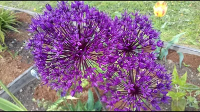 Allium aflatunense / Лук афлатунский | Атлас цветущих растений