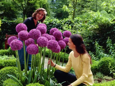 Лук афлатунский, или голландский Пурпл Сенсейшн (Allium hollandicum Purple  Sensation)(Контейнер Р9) (ID#1350396769), цена: 99 ₴, купить на Prom.ua