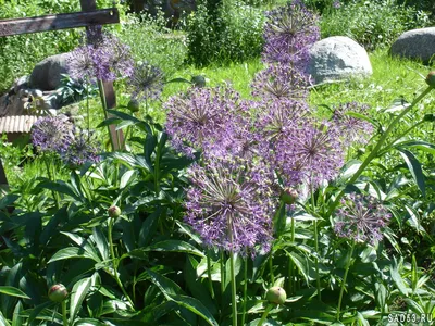 Лук афлатунский, или голландский Пурпл Сенсейшн (Allium hollandicum Purple  Sensation)(Контейнер Р9) (ID#1350396769), цена: 99 ₴, купить на Prom.ua