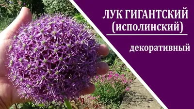 Аллиум – лук декоративный