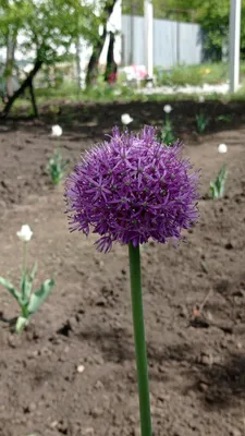 File:Allium aflatunense 02.JPG - Wikimedia Commons