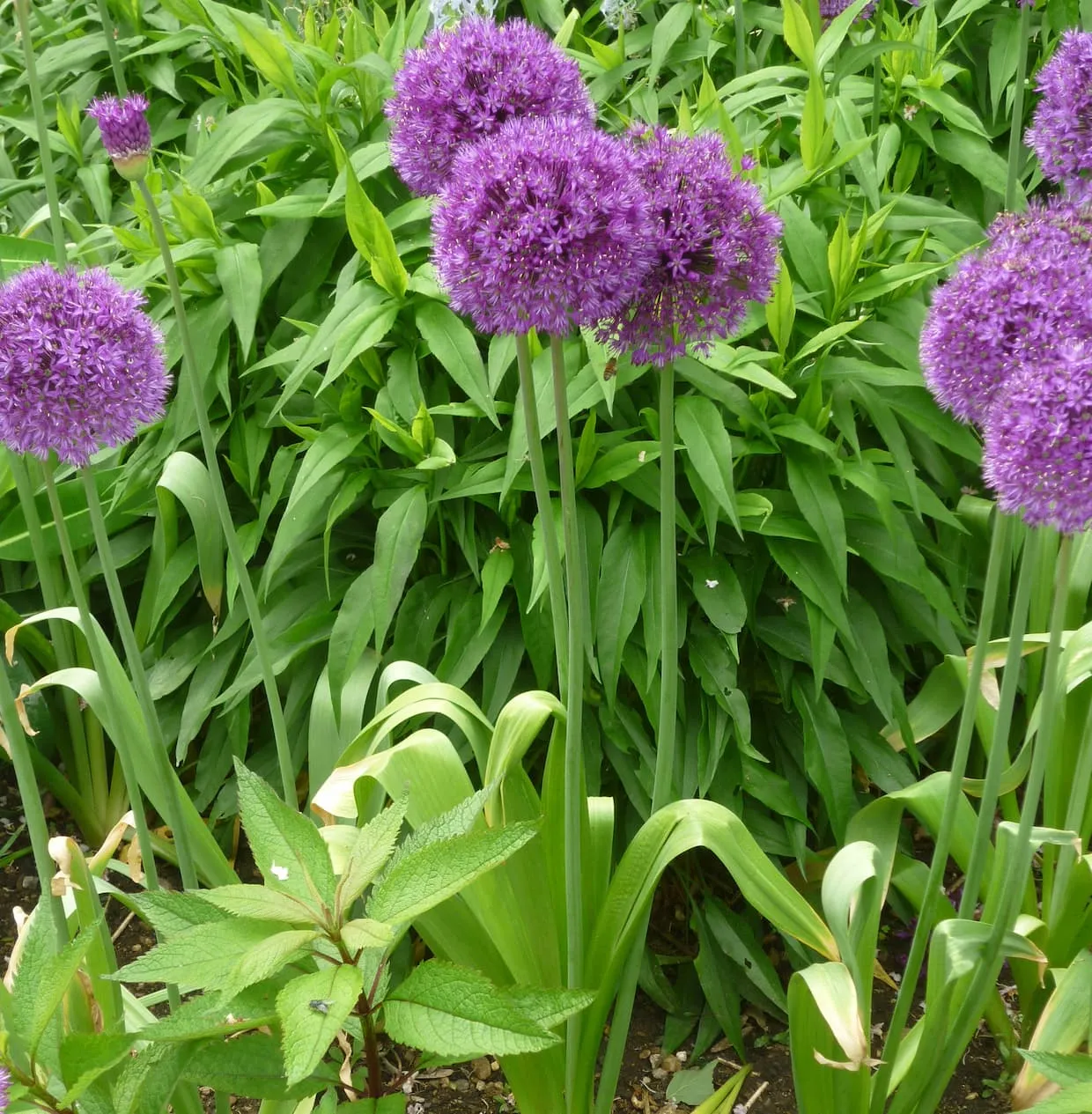 Аллиум Purple Sensation. Лук аллиум афлатунский. Лук афлатунский Purple Sensation. Аллиум афлатунский (Purple Sensation).