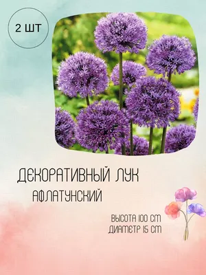 Купить семена, растение – Афлатунский лук (Allium aflatunense) |  Травушка-муравушка