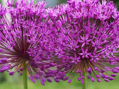 Лук афлатунский Purple Sensation — Купить саженцы в Екатеринбурге в  интернет-магазине питомника «Зеленый дом»