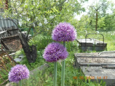 Фотокаталог растений: Лук афлатунский (Allium aflatunense)