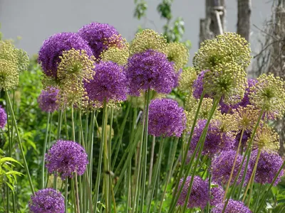 Лук афлатунский (Allium aflatunense)