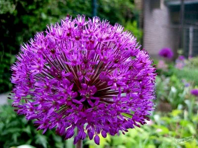 Лук Афлатунский (Allium aflatunense) | Lilac Garden