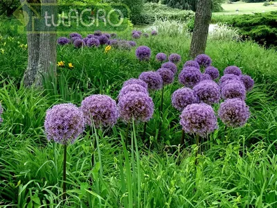 Лук афлатунский Перпл Сенсейшен (Purple Sensation) (Purple Sensation) -  описание сорта, фото, саженцы, посадка, особенности ухода. Дачная  энциклопедия.