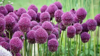 Лук афлатунский 'Purple Sensation' (Allium aflatunense) - «Его цветение-это  праздник в цветнике) » | отзывы