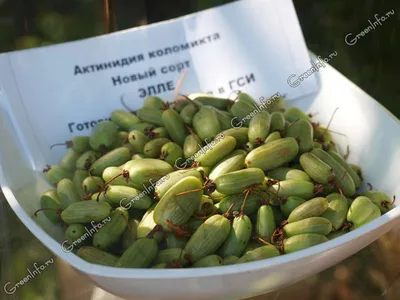 Лианы в саду. Как украсить участок и что посадить осенью?