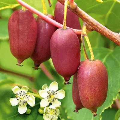 Файл:Actinidia kolomikta a.JPG — Википедия