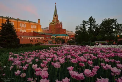 Александровский сад - Питерский двор