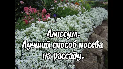 Семена алиссум Аэлита Золотой самородок 1 уп. - отзывы покупателей на  Мегамаркет