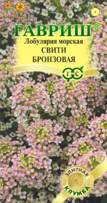 Алиссум (Alyssum) - Питомник роз