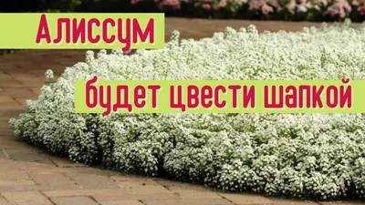 Рассада алиссума - купить саженцы однолетнего алиссума в питомнике  SlavUsadba.ru