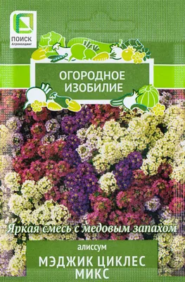 Алиссум: посадка и уход, виды и сорта. Фото алиссума в ландшафтном дизайне