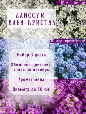 Гениальное большого самоцвета Alyssum белое с голубым фиолетом как  украшение сада Стоковое Изображение - изображение насчитывающей ваза,  естественно: 93182993