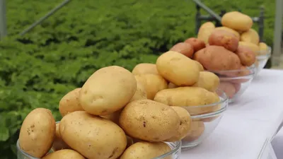 Картофель: пищевая ценность и влияние на здоровье. Польза и вред картофеля  для здоровья. | Дневник худеющего лентяя. | Дзен