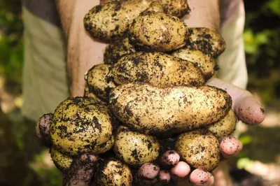 Копать или не копать? Советы по уборке картофеля «для чайников» | Пикабу