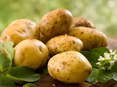 Ищи меня в клубне: мифы и факты о картофеле