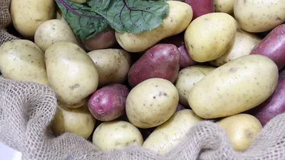 Картофель: калорийность, польза и вред для организма | РБК Life