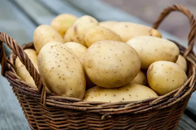 Ищи меня в клубне: мифы и факты о картофеле