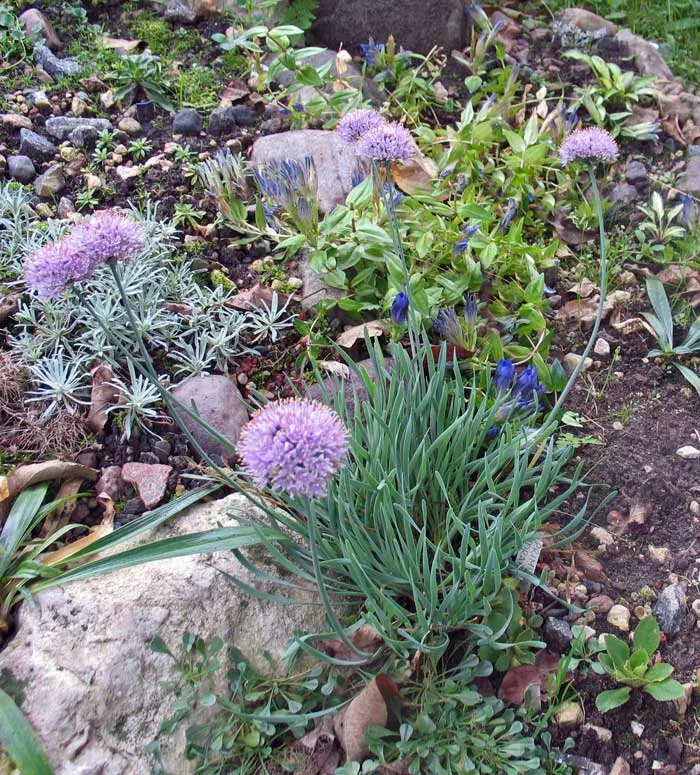 Фурагин аллиум. Лук горный Спиралис. Лук горный - Allium montanum. Алиум Спиралис. Аллиум спиральный.