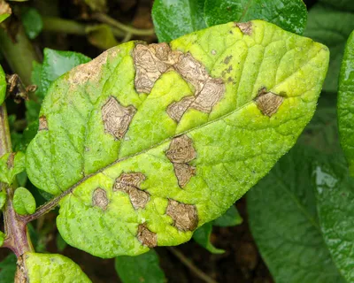 Альтернариоз томата: описание, симптомы и методы борьбы с заболеванием |  Bayer Crop Science Беларусь