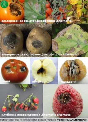 Болезни растений: описание, признаки и фотографии
