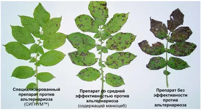 Альтернариоз картофеля: описание, симптомы и методы борьбы с вредителем|  Bayer Crop Science Беларусь