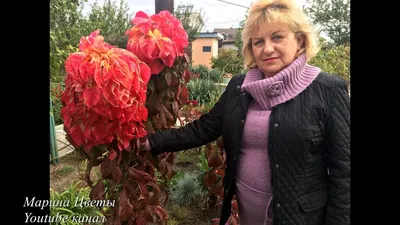 Семена однолетних Амарант Вишневый Джем, купить семена доставкой с  доставкой курьером, почтой, Европочтой (бесплатно) в 110 городах!