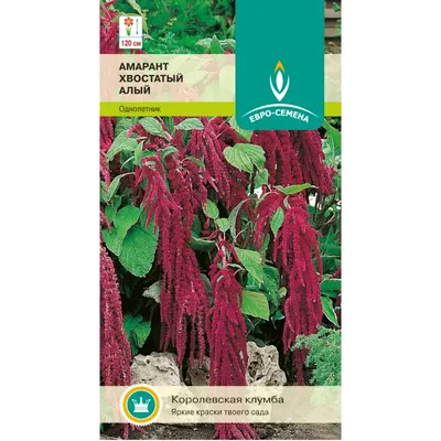 Купить семена Амарант Amaranthus Zwergfackel в Москве: доставка семян по  России и СНГ - интернет-магазин «Сады Семирамиды»