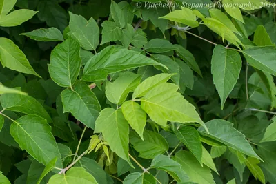 Фотокаталог растений: Клен американский (Acer negundo)