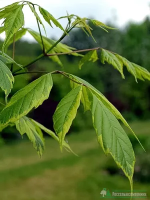 Клен ясенелистный Aуреовариегатум (Acer negundo Aureovariegatum )
