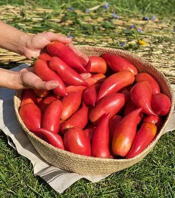 Томат Застольный (плоды сливовидные или овальные, красные) 590 руб. AGRO1172