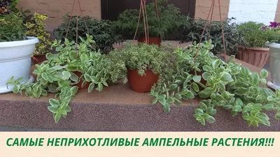 Рассада ампельных цветов: ампельные цветы сурфиния, лобелия, бакопа