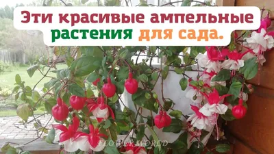14 лучших растений для уличных кашпо | В цветнике (Огород.ru)