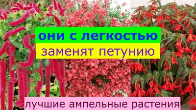 Какие многолетние ампельные растения выбрать для выращивания в Крыму? -  ответы экспертов 7dach.ru