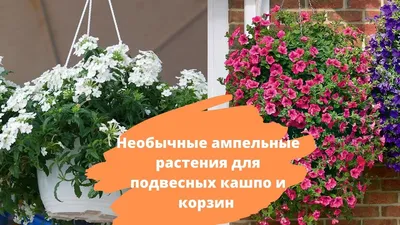 Новости - Новые поступления. Ампельные растения