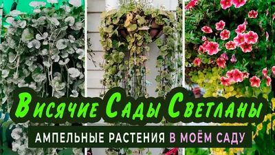 Лучшие однолетники для кашпо Полезные статьи