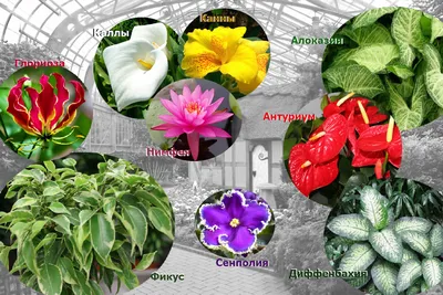 Цветы для сада ампельные - 72 фото