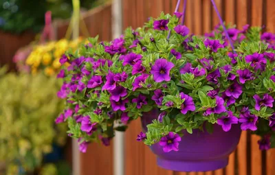 Подходящие ампельные цветы для кашпо и вазонов (названия и фото) | Hanging  flower baskets, Garden containers, Container flowers